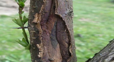 Co dělat, když kůra na jabloni praskne, příčiny a způsoby léčby